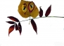 Herbstferien